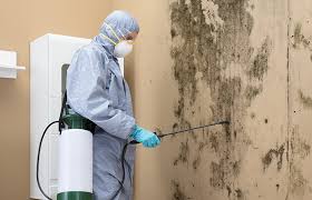 New Cassel, NY Mold Removal Services Company